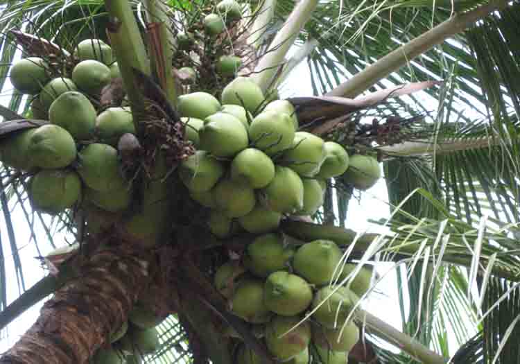 India becomes the leading country in coconut production and productivity