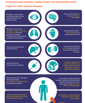 WHO Launches Snakebite Prevention And Control Strategy